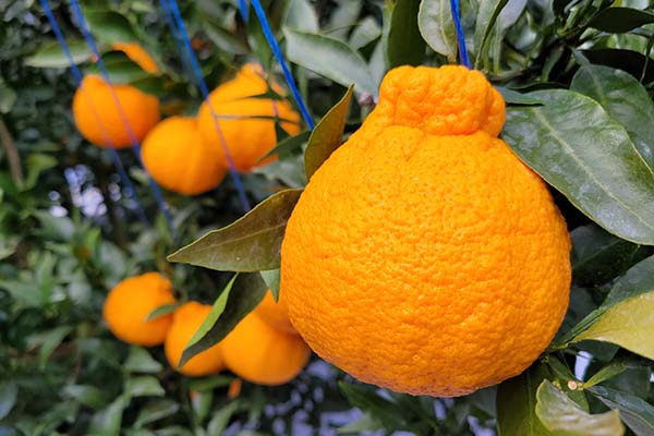 30% 이상 가격 폭락 한라봉&middot;천혜향, 제주도의 대책은? < 경제 < 뉴스 < 기사본문 - 미디어제주