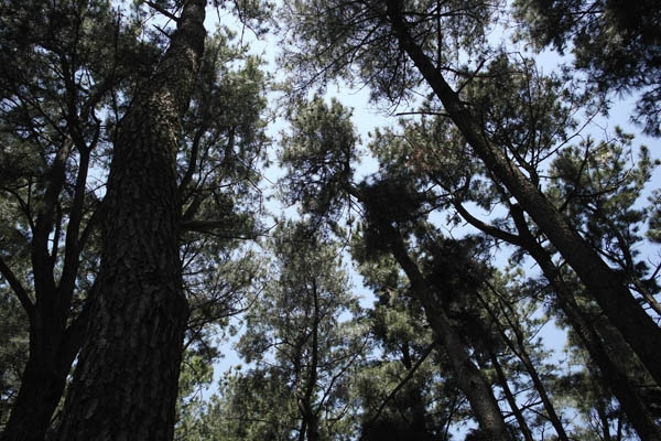 서귀포도서관 앞, 소나무숲. 도심 속에 자리한 소중한 쉼터다. 하지만 서귀포시 도시우회도로로 사라질 위험에 처해 있다. ⓒ미디어제주