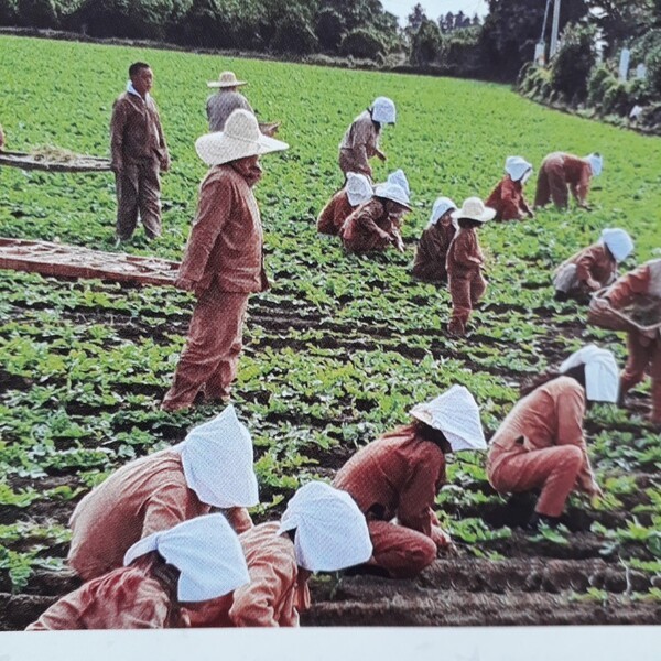 검질메기 재현장면