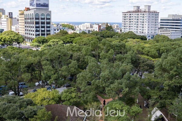제주시의 도심숲. /사진=미디어제주.