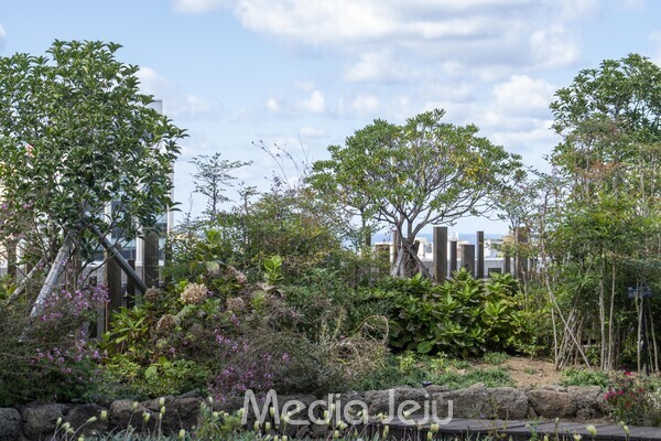 제주도청 옥상에 조성된 '옥상정원'. /사진=미디어제주.
