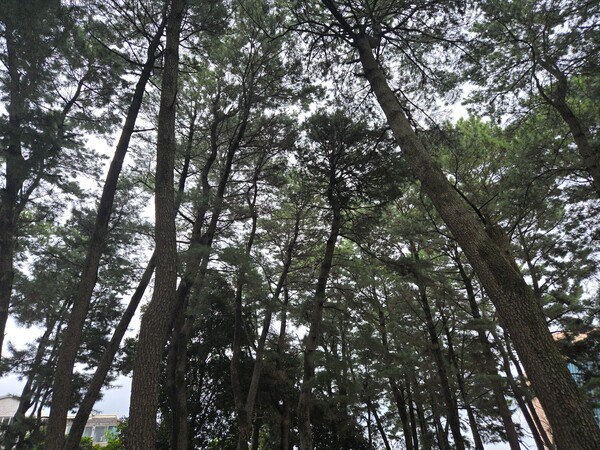 서귀포시 도시우회도로가 생기면 사라질 소나무숲 전경.