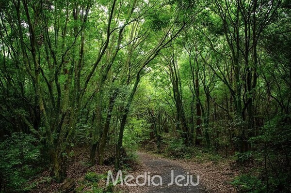 사진은 제주도심에서 상당한 거리에 위치한 녹지공간이자 곶자왈인 제주시 조천읍 선흘리의 '동백동산'. /사진=미디어제주.