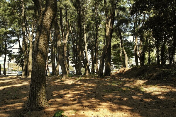 서귀포 도시우회도로 개설로 위기에 처한 솔숲. ⓒ미디어제주