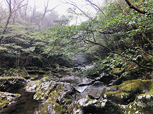 생태계의보고 효돈천상류