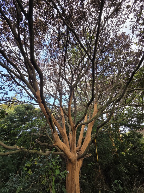 지난 6월 서귀포시 표선면 성읍리 일대 임야에서 껍질이 벗겨진 상태로 발견됐다가, 최근에 고사가 확인된 후박나무. /사진=제주자연의벗.