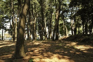 서귀포시 솔숲을 바라보는 ‘무지’와 ‘무식’의 행정