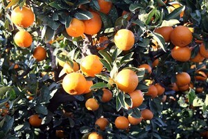 제주도, 도외 상품외감귤 단속서 3100kg 위반 적발