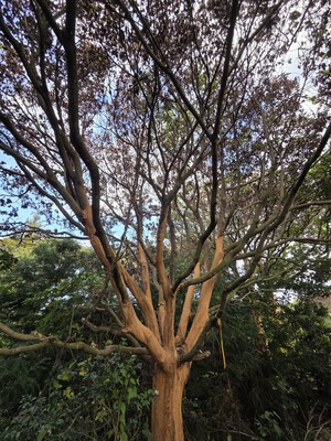 껍질 벗겨진 채로 발견됐던 제주 후박나무, 결국 고사 시작