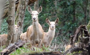 "꽃사슴? 그대로 두면 제주에 미치는 피해 기하급수적"